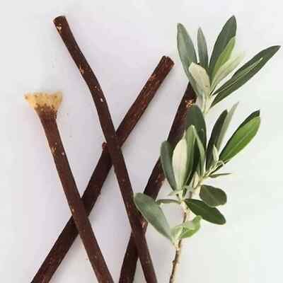 natural olive miswak stick pack of 3